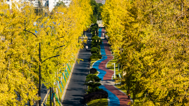 临安，一座被银杏腌入味的城市