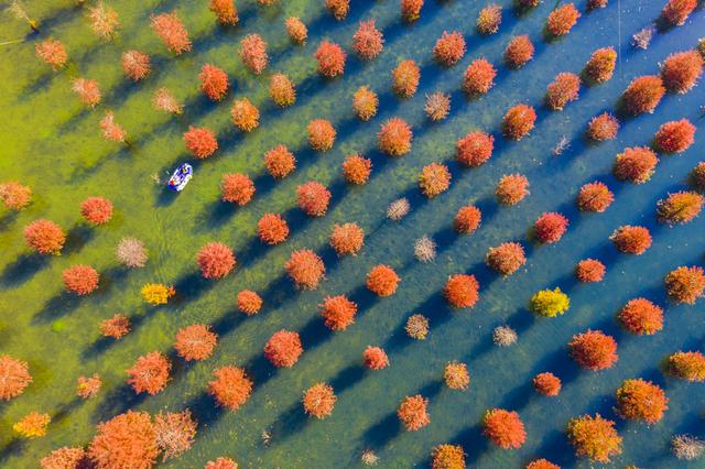 初冬水杉 色彩斑斓