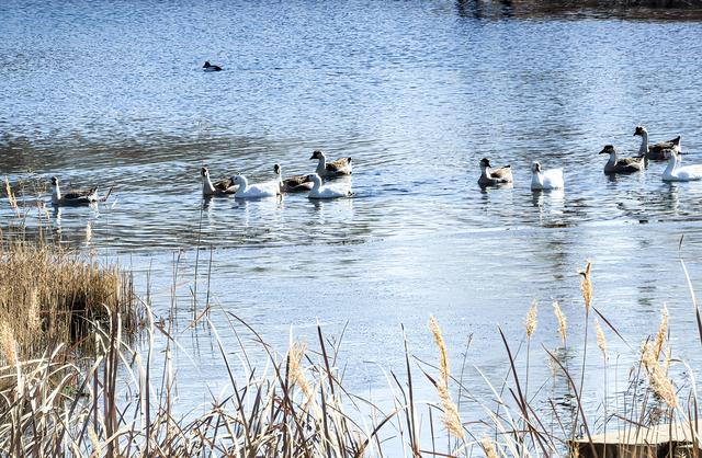 组图丨红崖山水库：冰湖灵动 生机盎然