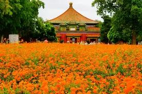 北京北海公园近千平方米硫华菊盛放 与古建筑交相辉映美不胜收图片