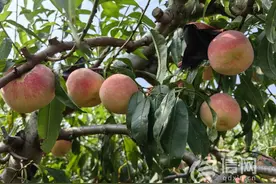 即墨区龙泉街道1000余亩金秋蜜桃成熟 果农采摘忙图片