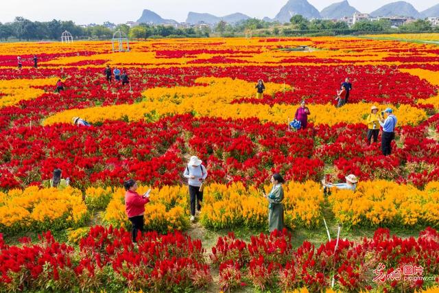 瑶乡花海 秋景迷人