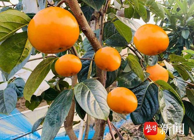 拒绝“特种兵”赶场！在常熟梅李，把假期过得轻盈且丰盈