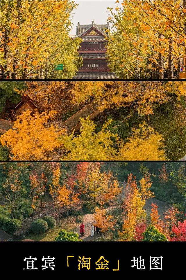 宜宾，含“金”量超高！