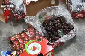 超2万吨车厘子！近六成将在广州销售→图片