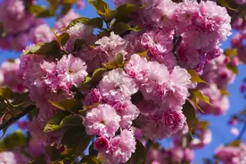 多种花卉迎来最佳观赏期，下一个春季顶流在上海植物园图片