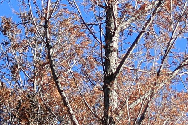 花小钱就能拥有梦幻F1.2大光圈 佳能RF45mm F1.2 STM评测