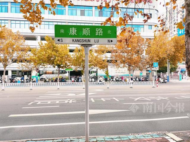 满目金黄！柳州法国梧桐迎来最佳观赏期