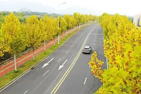 巢湖梧桐大道美如画图片