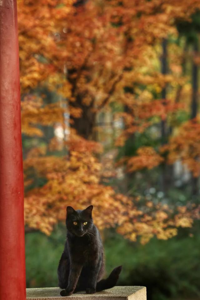 征集！武汉市民文旅大讲堂邀您共赴武汉植物园，开启一场冬日自然之约