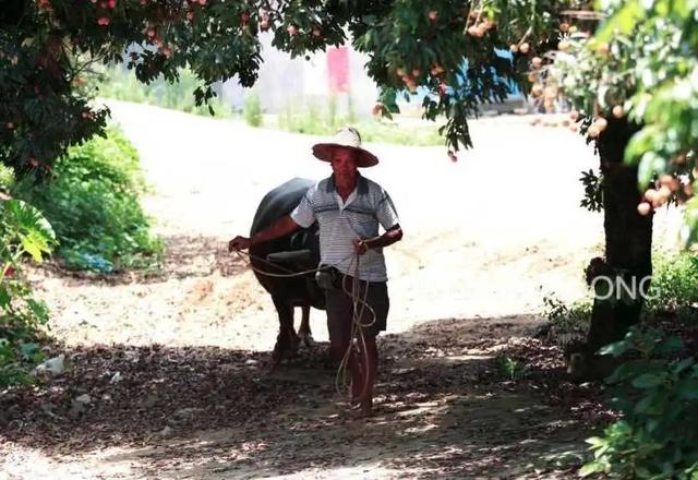 粤西向海，绘就湛蓝新画卷