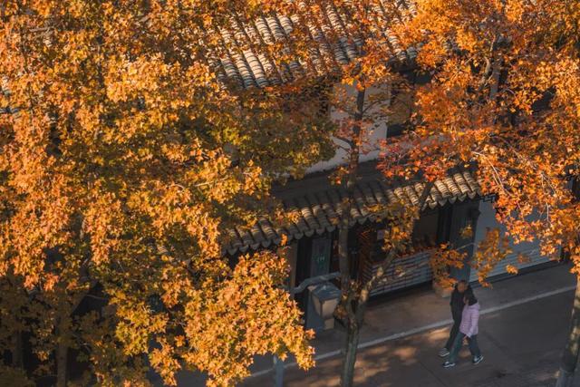 嘉定州桥老街，深秋的画卷正徐徐展开