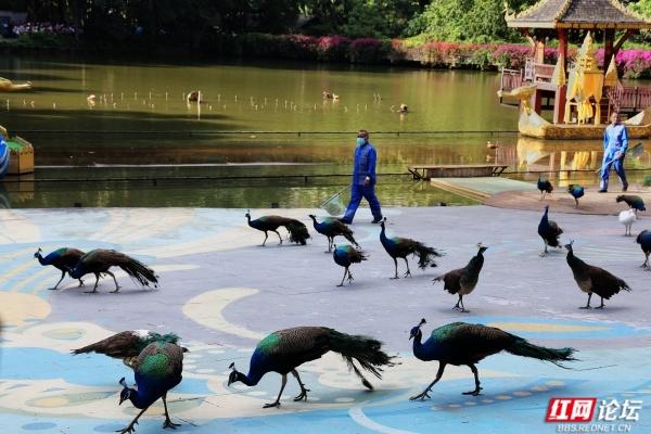 岁暖时刻丨西双版纳森林公园：彩裙碰彩伞，傣风裹着蕉香漫