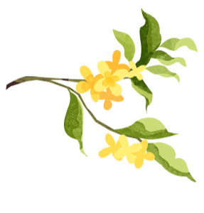 盼了好久的桂花，终于开了！