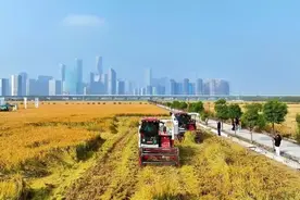 全网走红！确定保留！明年春天，杭州人有眼福了……图片