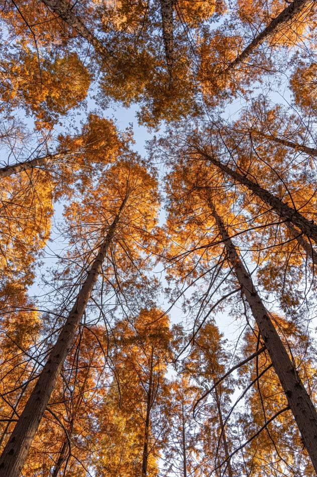 坐公交可直达！郑州这些地方的水杉树美翻了→