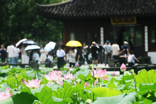 亲“荷”力满分！浙江“荷花经济”绽放暑期新亮点