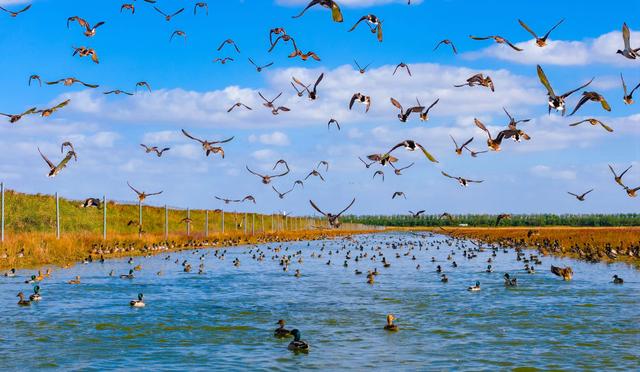 初冬条子泥湿地美如画
