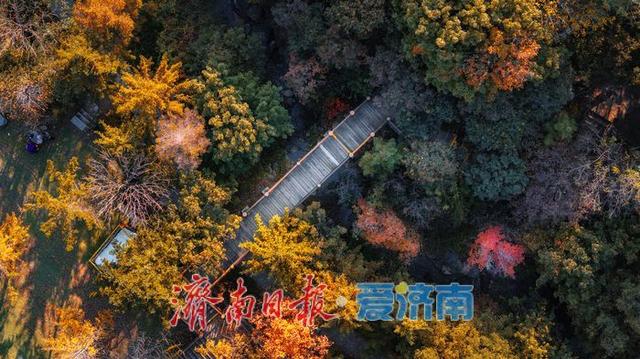 一年四季 泉在济南丨济南九如山：秋日斑斓如诗画，手工体验让秋天 “触手可得”