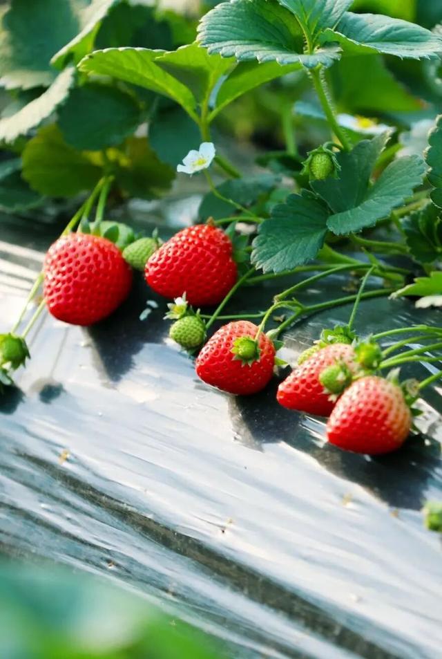 全省推荐！过年来宿迁！