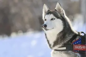 人类友好的6种狗狗图片