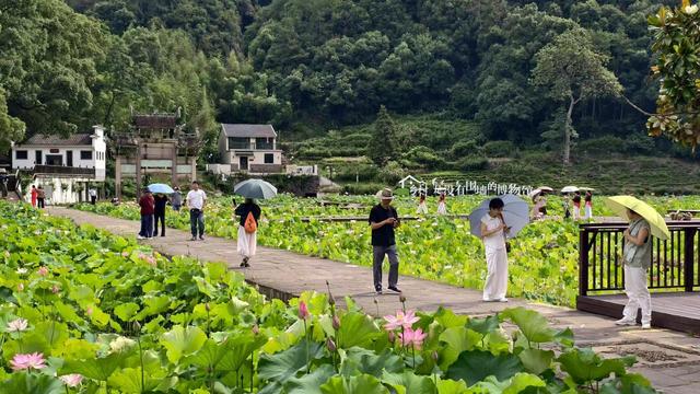 烂泥塘变成荷花池 山乡小村美丽蝶变