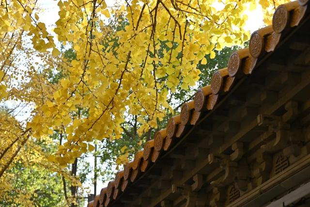 私藏！奉贤的秋，美到封神