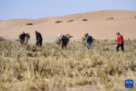 内蒙古阿拉善：三大沙漠林草锁边带“合龙”战开工图片