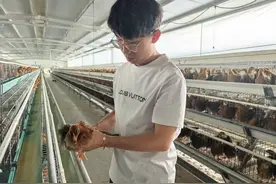 “科技保种”能否助中华土鸡夺回更多市场？图片