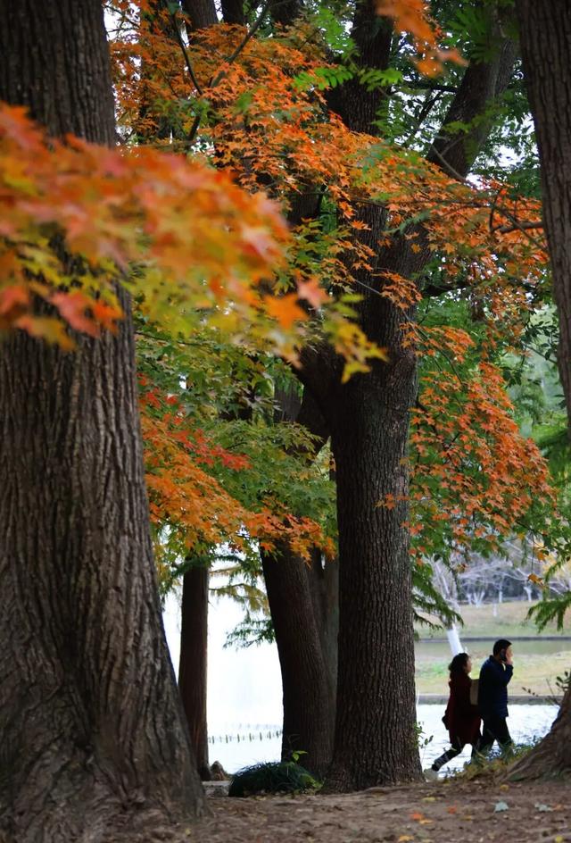 魔都顶流公园免费逛！“莫奈花园”秋色上新→