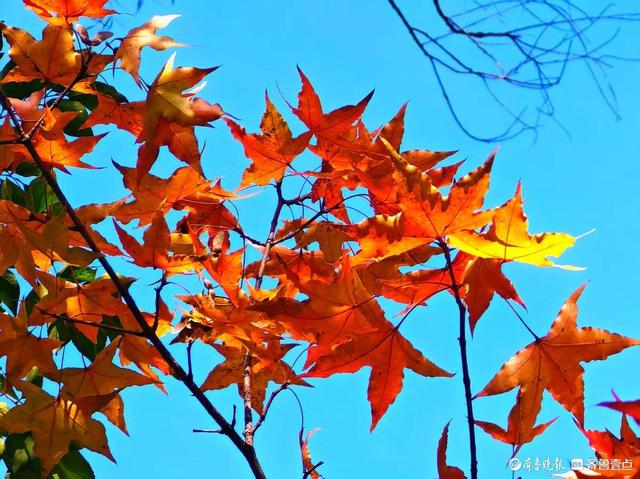 醉美深秋！济南红叶谷红叶引来大批游客