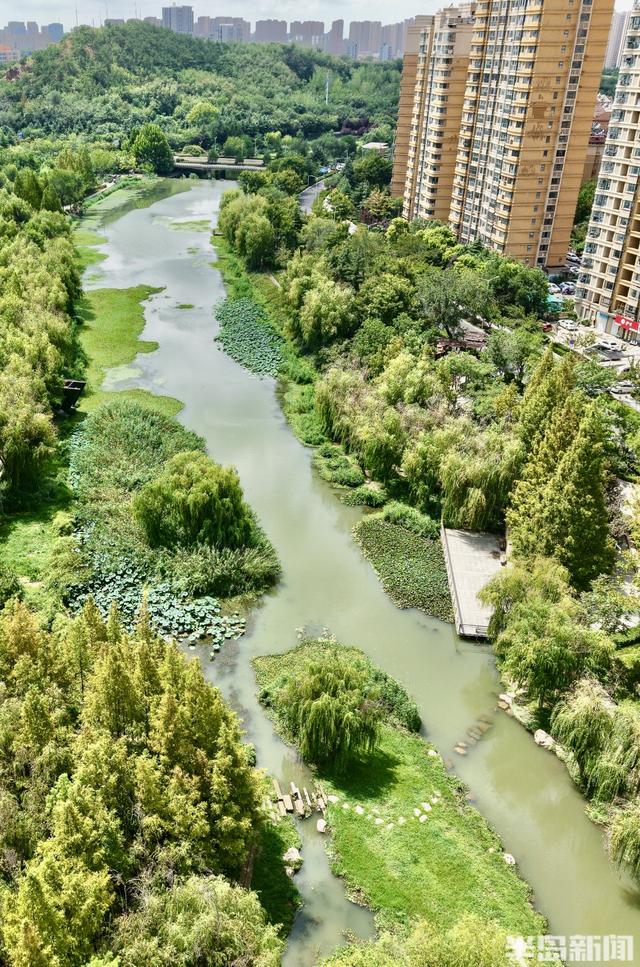 大雨“润色”李村河！碧水映翠柳，荷香满园，尽显生态之美