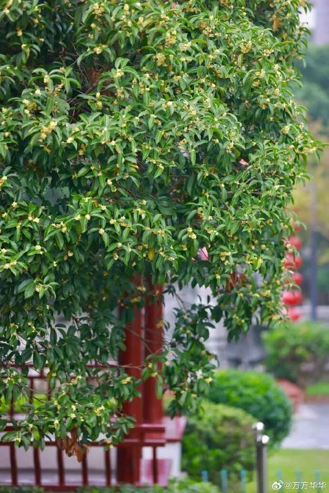 秦淮花事 | 秋日限定！在秦淮，与一场桂花雨不期而遇→