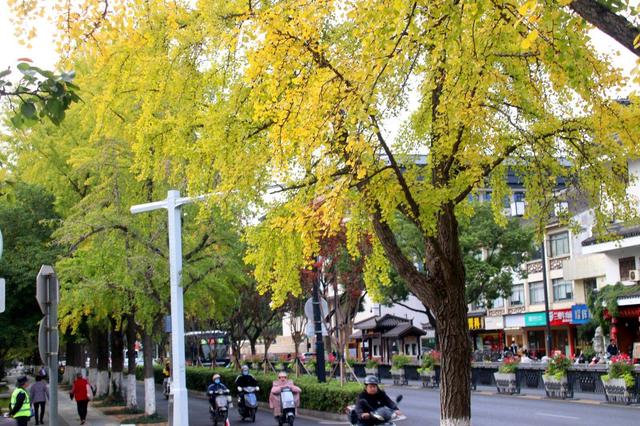 江苏苏州：街头银杏渐泛金黄 古城添别样美感