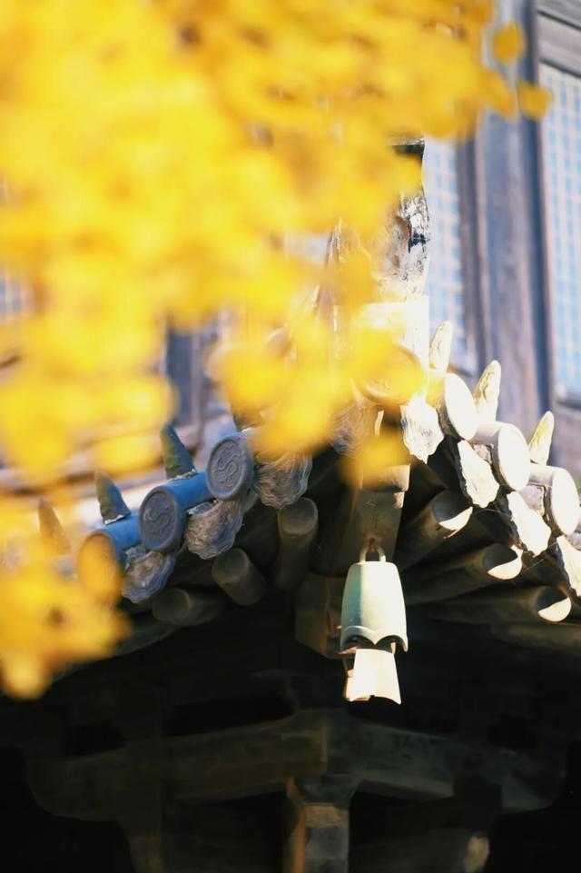 金山这些地方“含金量”满满，再不去等明年…