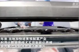 广东中山：脆肉鲩“游”出致富路图片