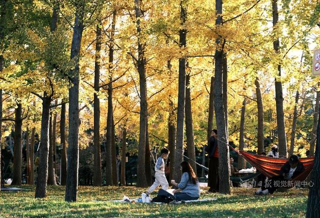 郑州迎来入秋最佳晴日 市民扎堆公园乐享“金色周末”