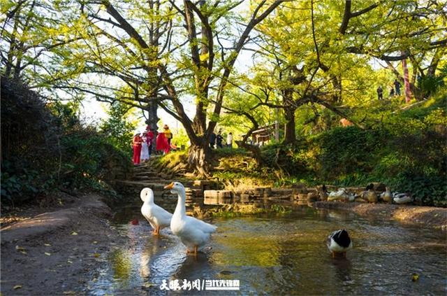 凉都秋韵｜赴一场千年之约：妥乐的秋天，是银杏写的童话
