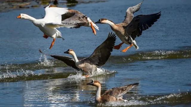 快出门！这些全是洛阳冬日限定！