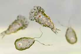 夏季玩水警惕“食脑虫”？概率极低，科学防护！图片