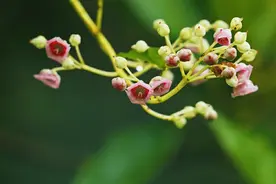 云南龙陵：尼泊尔水东哥盛开五星形花朵图片