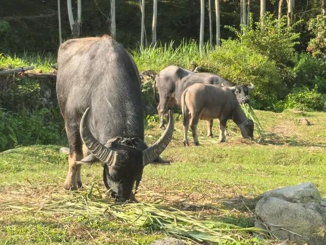 翔安北部惊现亲子游圣地！溪上帐篷正在流行！