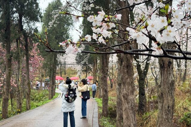 花漾高峰 樱你梅丽｜邂逅樱花“官方打卡点”，贵安赏樱之旅收获惊喜