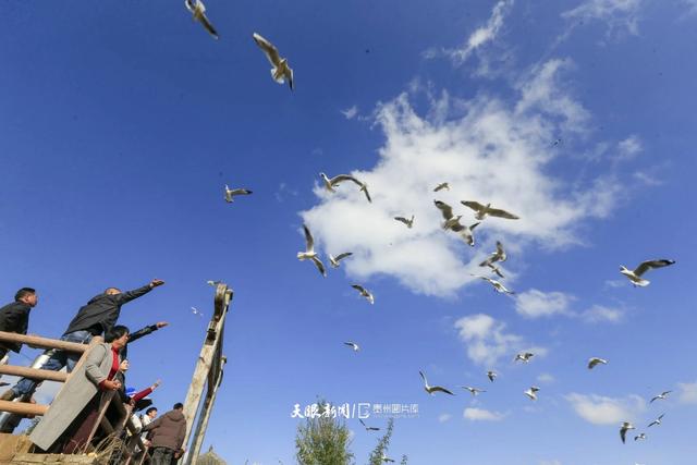 图库推荐丨威宁草海：红嘴鸥翩跹，奏响冬日生态乐章