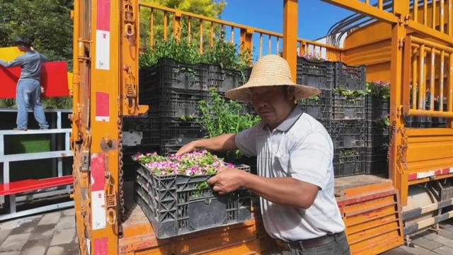 【跟着川超游凉山】西昌4万盆菊花 打造绝美花海