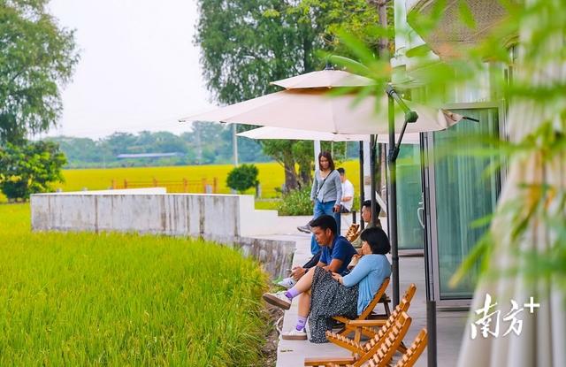 图集｜金黄田园上线！中山崖口稻田迎最佳观赏期