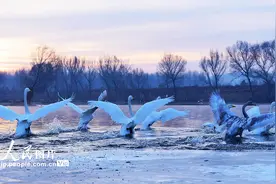 辽宁北票：天鹅湾生态美如画图片