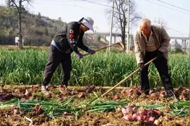 玉溪华宁洋葱抢“鲜”上市，田间地头采收忙图片