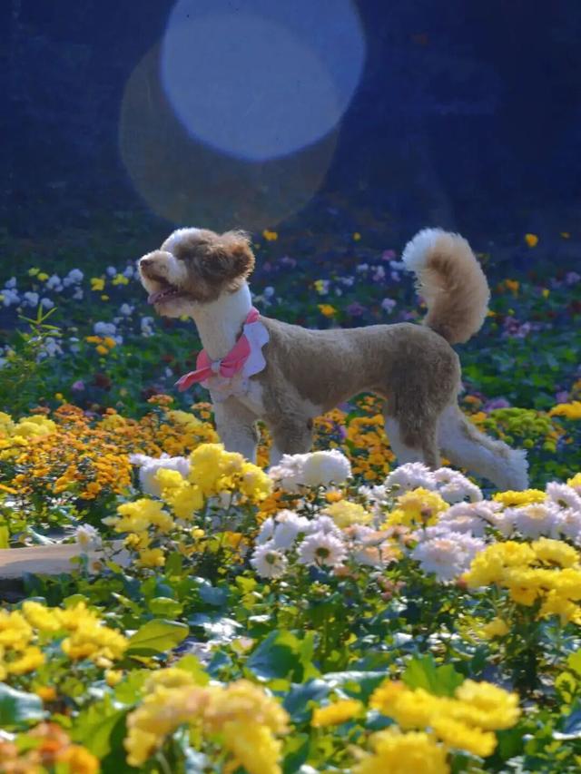 赏花、摘果、逛古镇，玩一天根本不够！