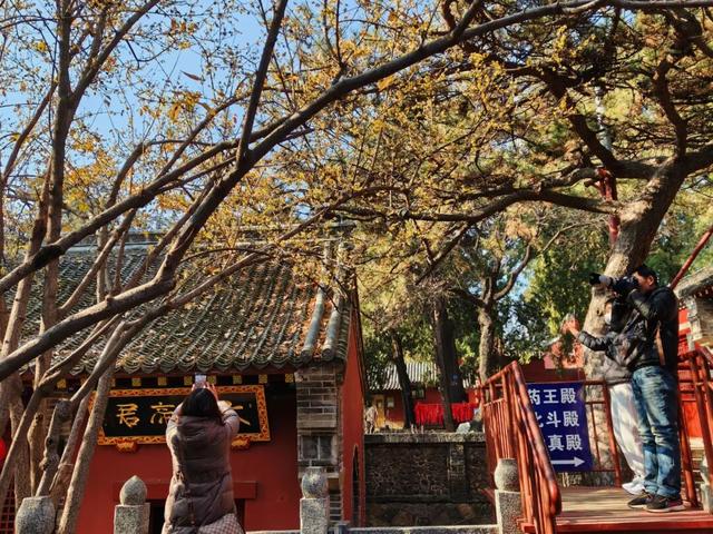 组图丨泰山王母池蜡梅映古刹 暗香醉游人